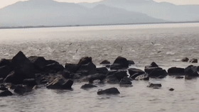 深圳湾水质改善带来壮美景观，央视点赞：海阔凭鱼跃，天高任鸟飞  