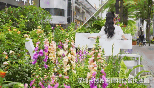 “惊喜礼物”来了！罗湖又有“秘密花园”曝光