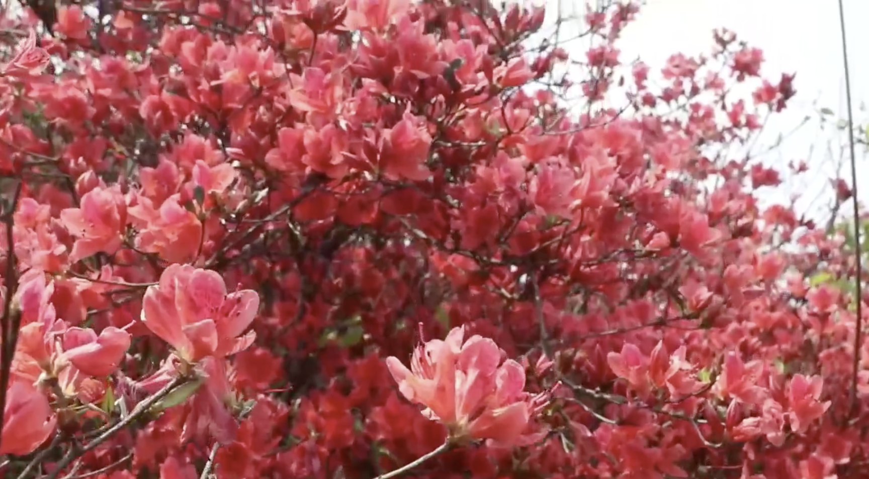 广州杜鹃花开似“通天蜡烛”