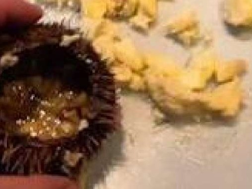 三亚回应海胆蒸蛋没海胆：未发现掉包、掺杂掺假
