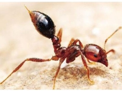 农业农村部：强化红火蚁阻截，加快推进全国外来入侵物种普查