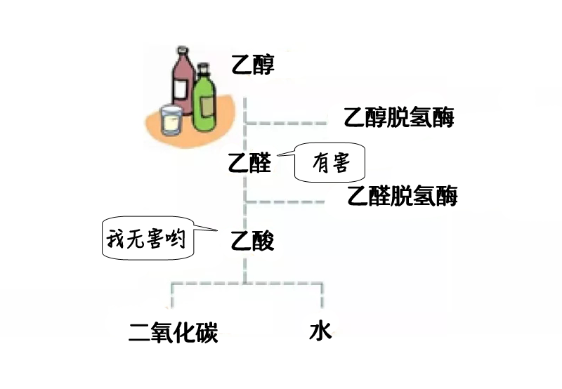 ▽正常情况下,乙醇(酒精)会在乙醇脱氢酶作用下氧化为乙醛,而乙醛并不