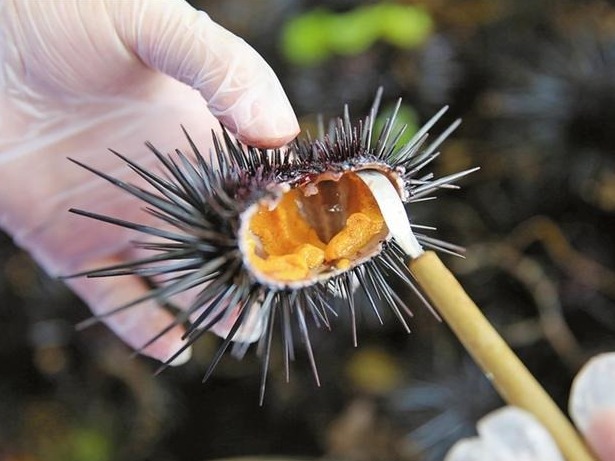 最是海胆肥美时
