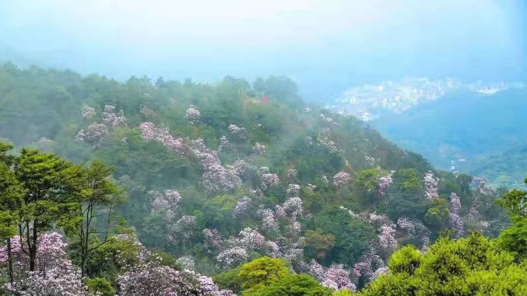 珠三角建成全国首个国家森林城市群： “森”圳真美