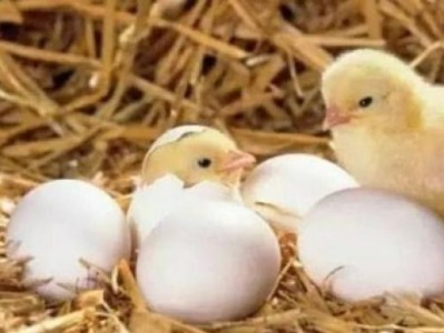 熟蛋返生孵小鸡，荒诞是如何孵化的？