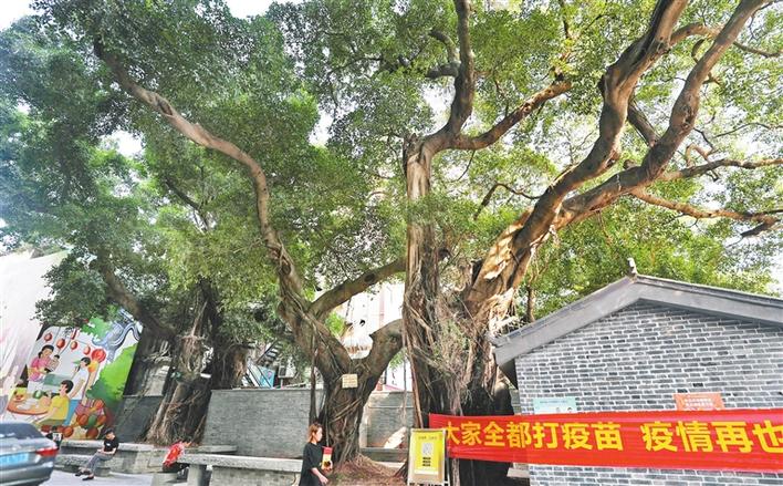 300年古榕重焕生机见证变迁