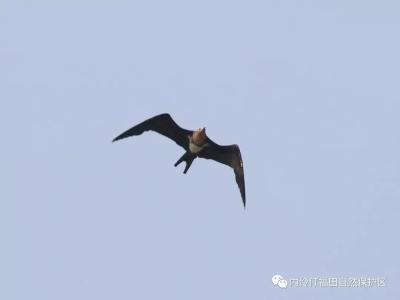 ​3只小可爱到访：福田红树林保护区鸟类监测记录增加到259种   