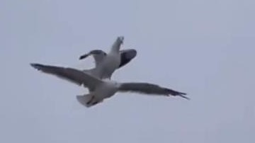 海鸥压在同伴身上搭顺风车 求下面海鸥的心理面积