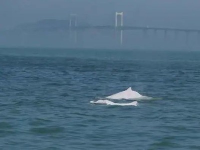 粤东海域最后13头白海豚