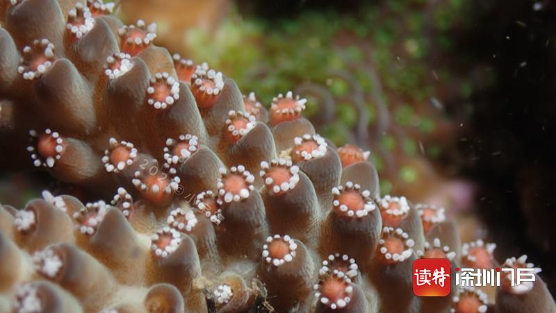 珊瑚产卵 海底飞“雪”！深圳海域全国首次水下直播这一奇观