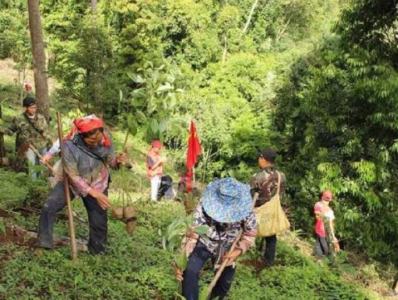 云南勐海严打种茶毁林行为：已处理2369人