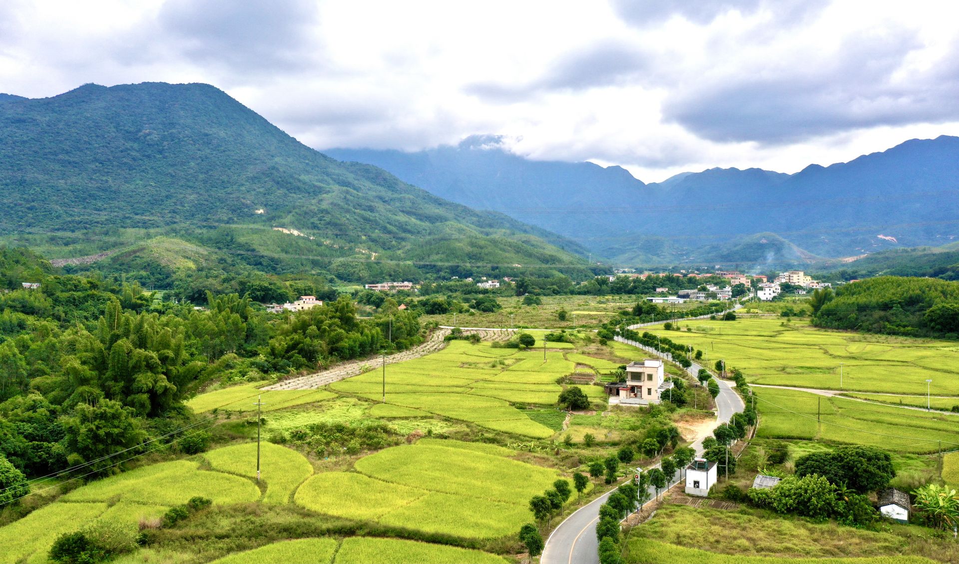 惠东白盆珠花海图片