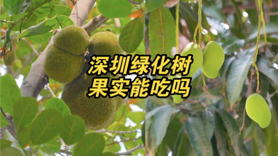 深圳绿化树果实不建议食用