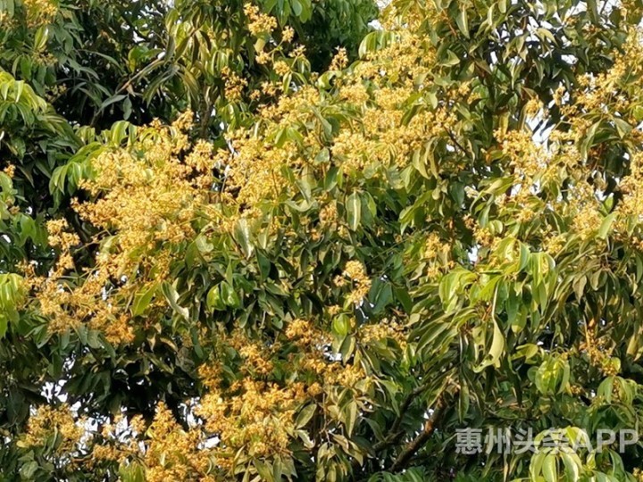 惠州市惠阳区镇隆镇：林下产“黄金”，致富有“蜜”诀