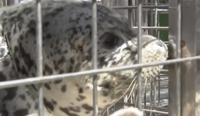 人工繁殖斑海豹首次放归大海