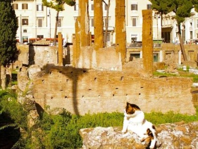 罗马银塔广场改造下月启动，猫奴们还能去打卡吗？