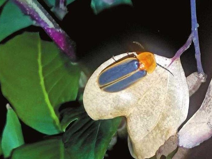 深圳已知萤火虫共有13种，昆虫专家建议打造萤火虫特色公园