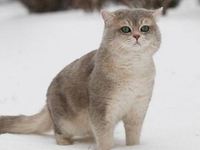女孩暴打虐猫男，获刑！
