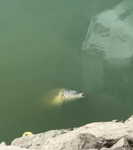 网友爆料莲花山公园湖面惊现大量死鱼，工作人员：干旱缺氧导致