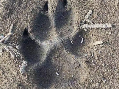 齐齐哈尔村民发现疑有多只野狼出没，警方回应