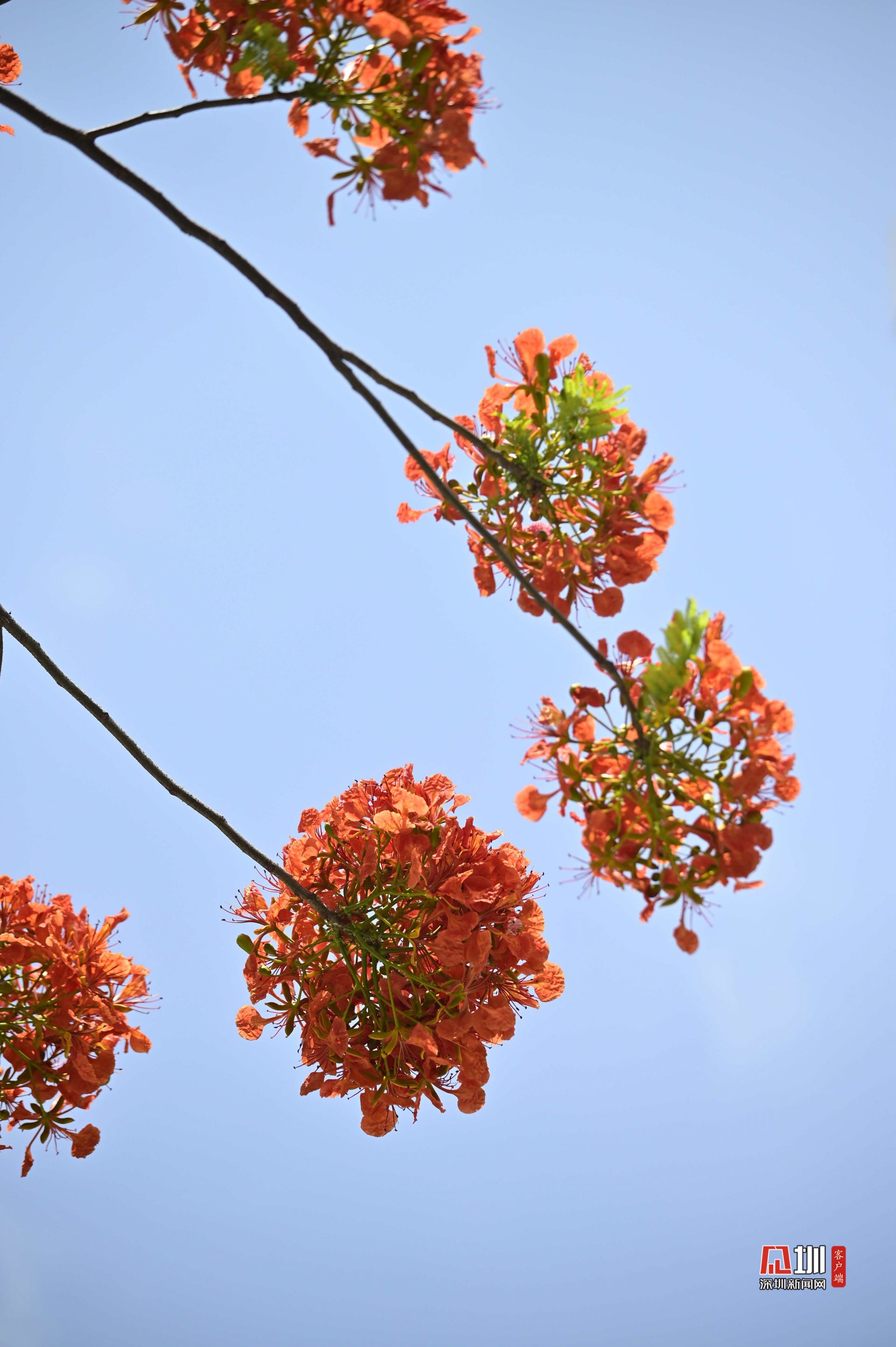 五月鳳凰花開光明紅了