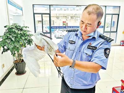 沙井网格员刘中华成功救助国家二级保护动物白鹭  
