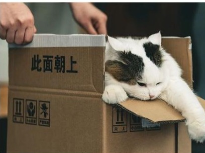 憋死小动物的“宠物盲盒”，还在9块9叫卖