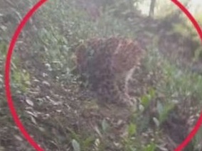 媒体：杭州野生动物世界出逃金钱豹找到第二只，已经死亡