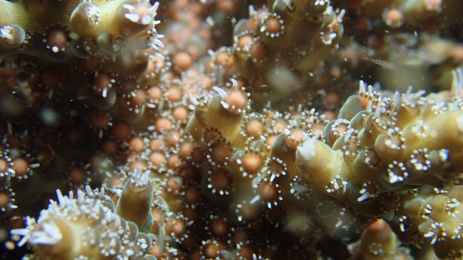 他们在海底“接生” ——全国首场野生珊瑚产卵水下直播全记录 