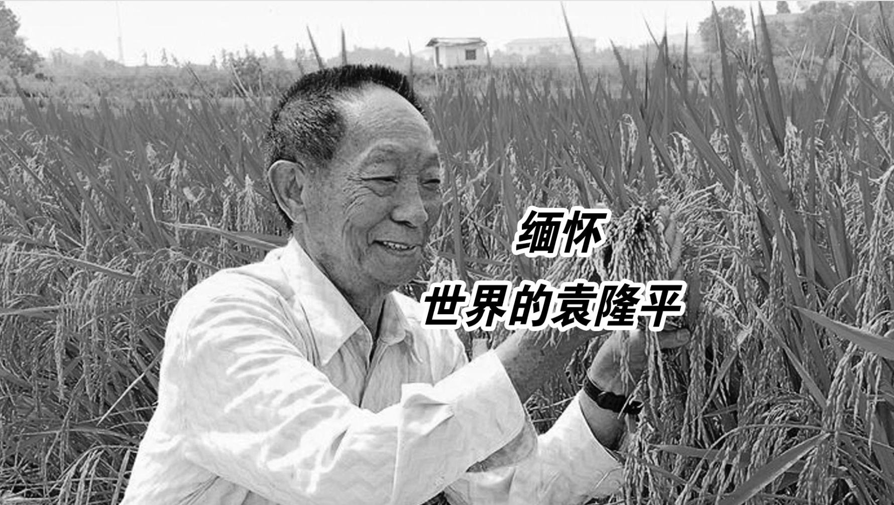 缅怀世界的袁隆平