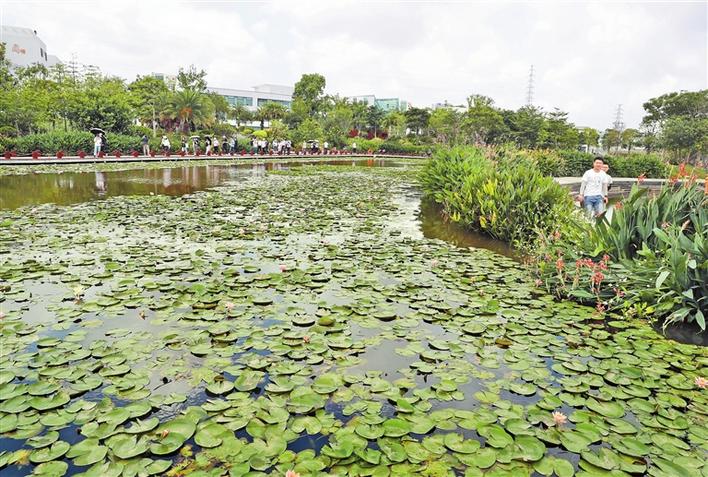 宝安：守护生态环境 助力推进“无废城市”建设