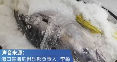 三亚渔民捕获近700斤超大蓝鳍金枪鱼 被10万元买走