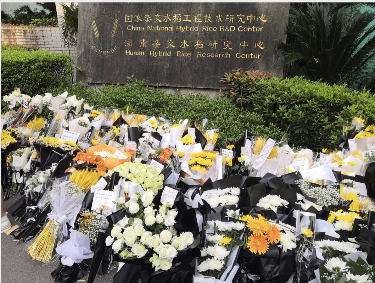 袁隆平的广东情缘