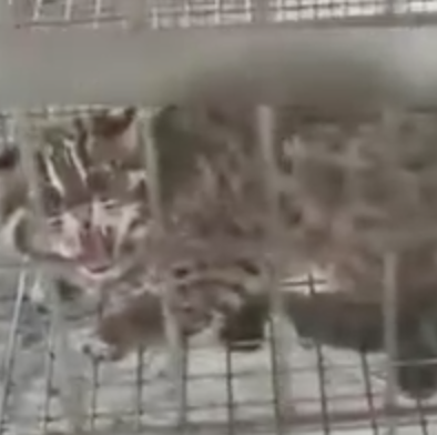 河南洛阳一养殖场现近百只豹猫