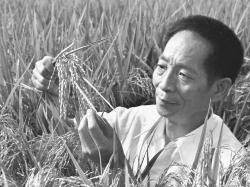 中央农办农业农村部沉痛哀悼袁隆平
