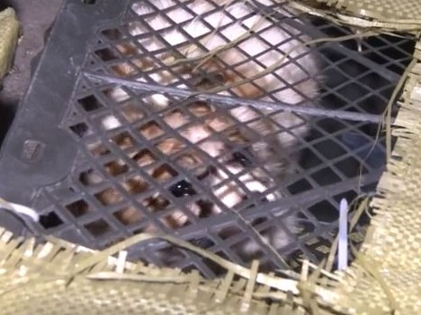 寄递“宠物盲盒”猫狗奄奄一息，到底谁在违法? 