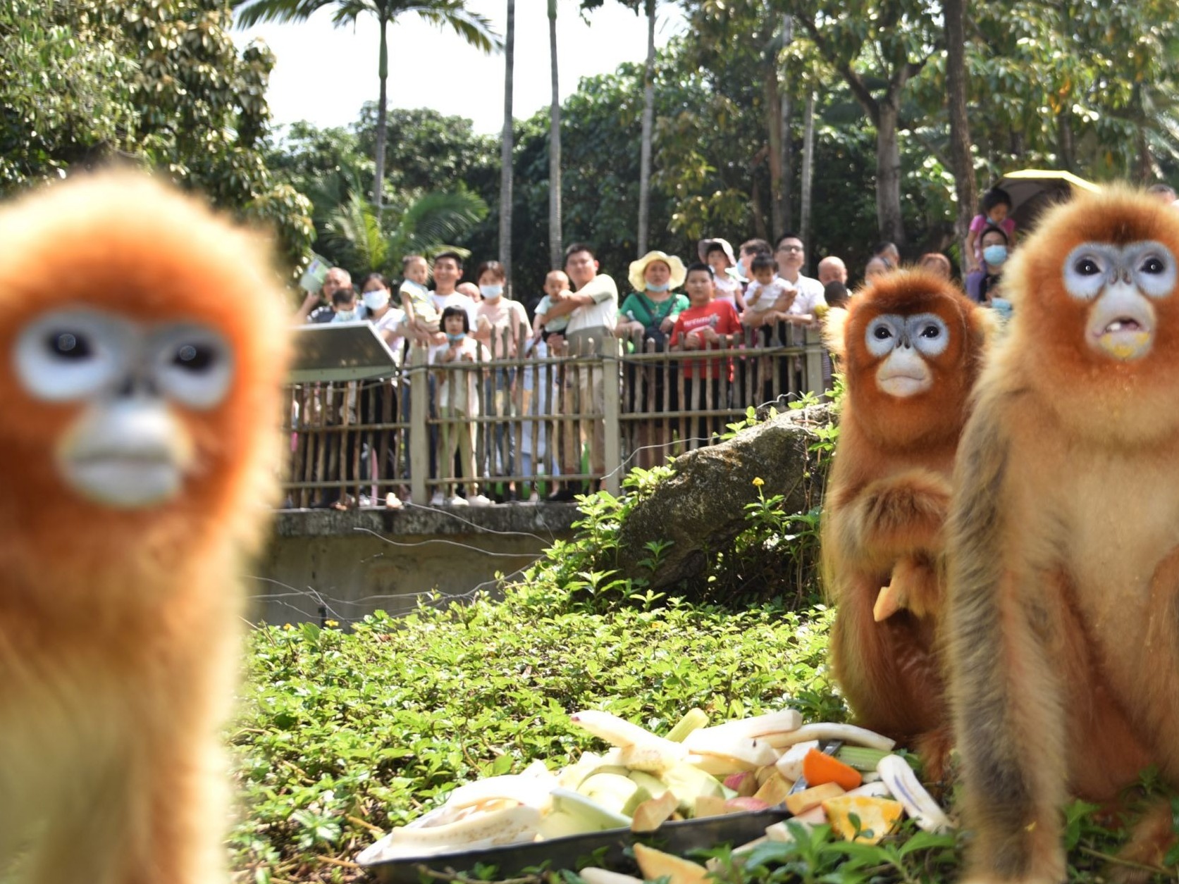 五一假期首日，深圳野生动物园动物科普讲解吸引游客  
