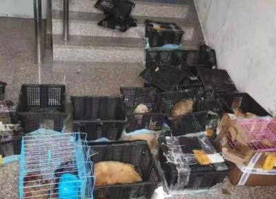苏州：发现“中通宠物盲盒”快件13件，动物已死亡