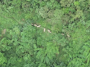 南下的象群：17头野象已在中科院西双版纳植物园停留一周 
