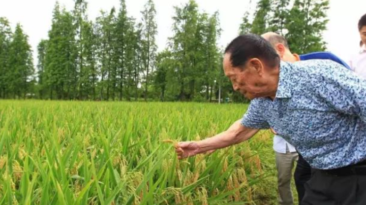 袁隆平与珠海的不解之缘