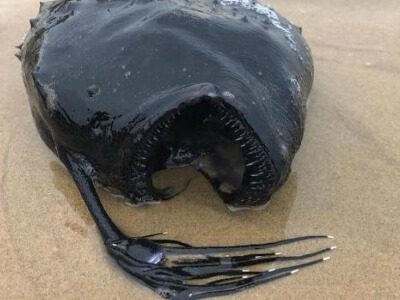 美国海滩出现"怪兽鱼":状如足球 牙齿锋利