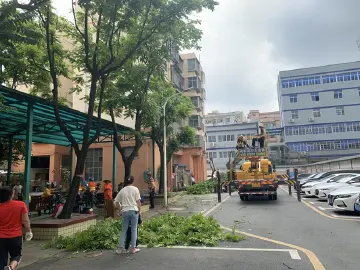 我为群众办实事 |  消除隐患得“跑”在风前  人大代表协调小区枝叶修剪