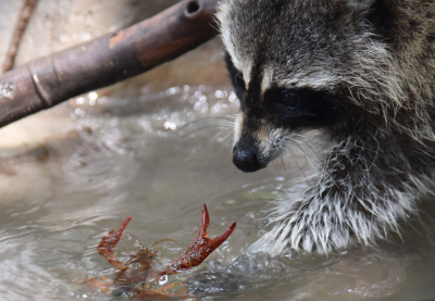 立夏，深圳野生动物园浣熊尝鲜小龙虾