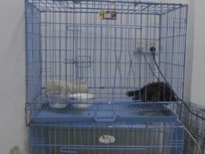 中通快递苏州宠物盲盒事件：只剩7只狗狗存活，尚在治疗 