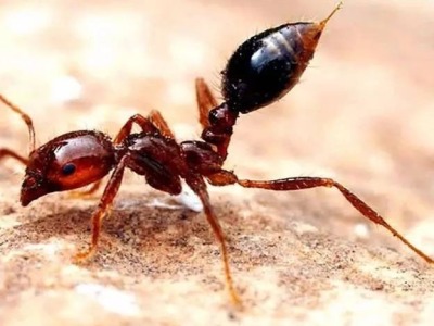 入侵17年传12省份，毒蚂蚁为何危害这么大 