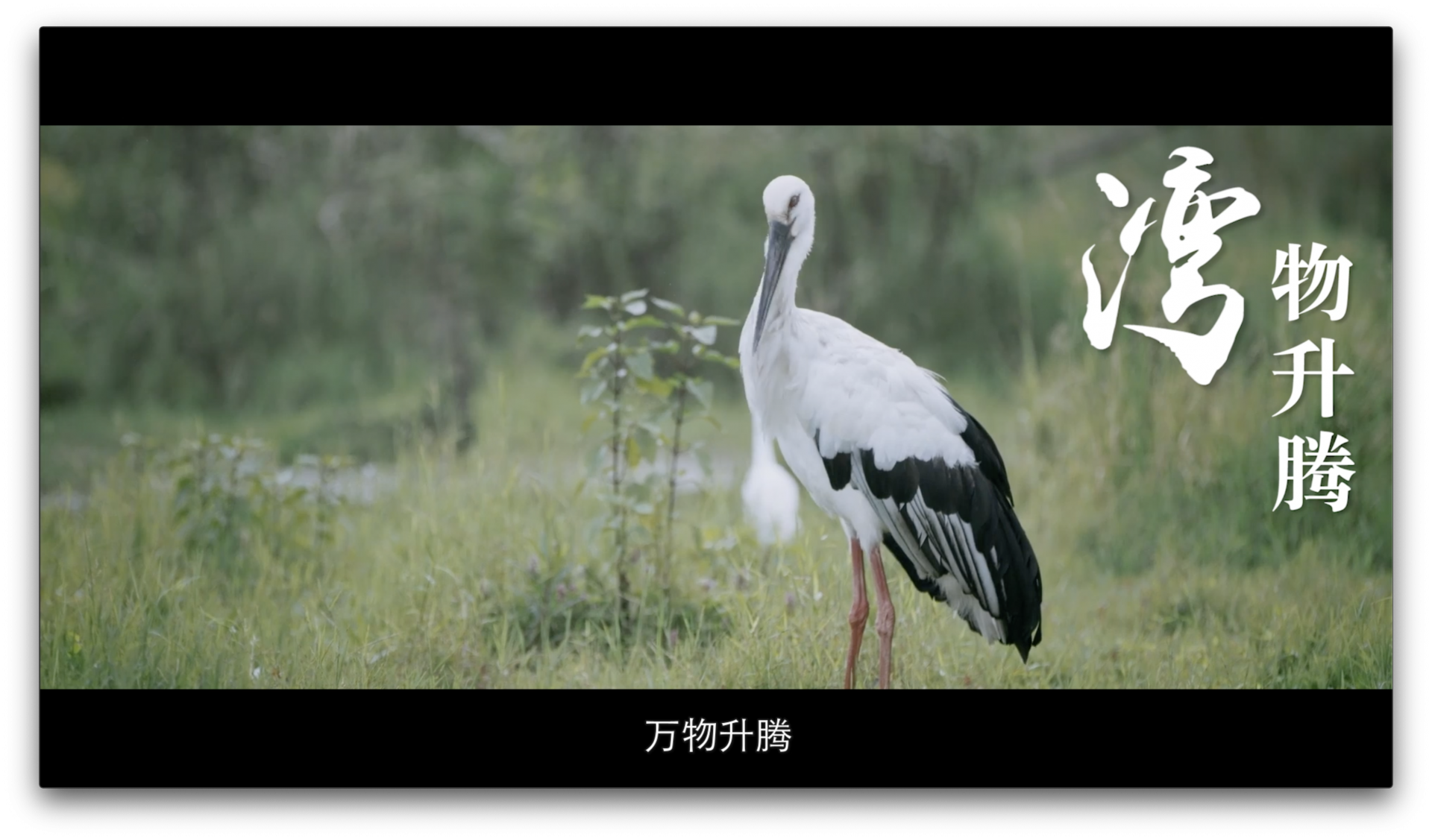 湾物和谐｜人鸟是知音