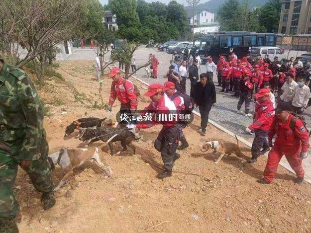 杭州野生动物世界致歉：担心引恐慌未及时公布金钱豹出逃