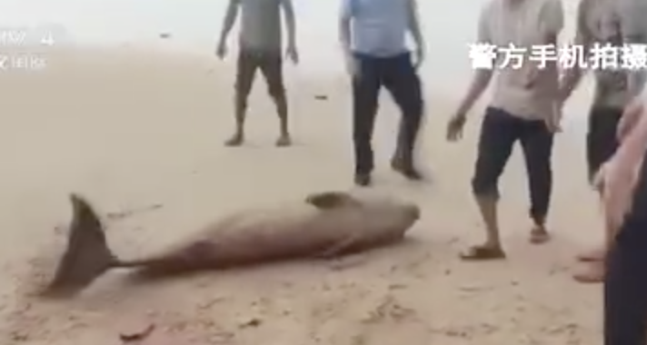 合力救援！抹香鲸幼鲸搁浅大兰港海滩