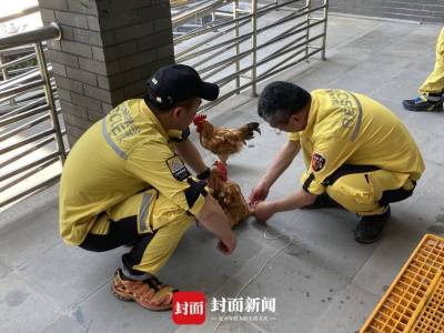 搜捕人员将带90只鸡上山，诱捕杭州第三只出逃豹子