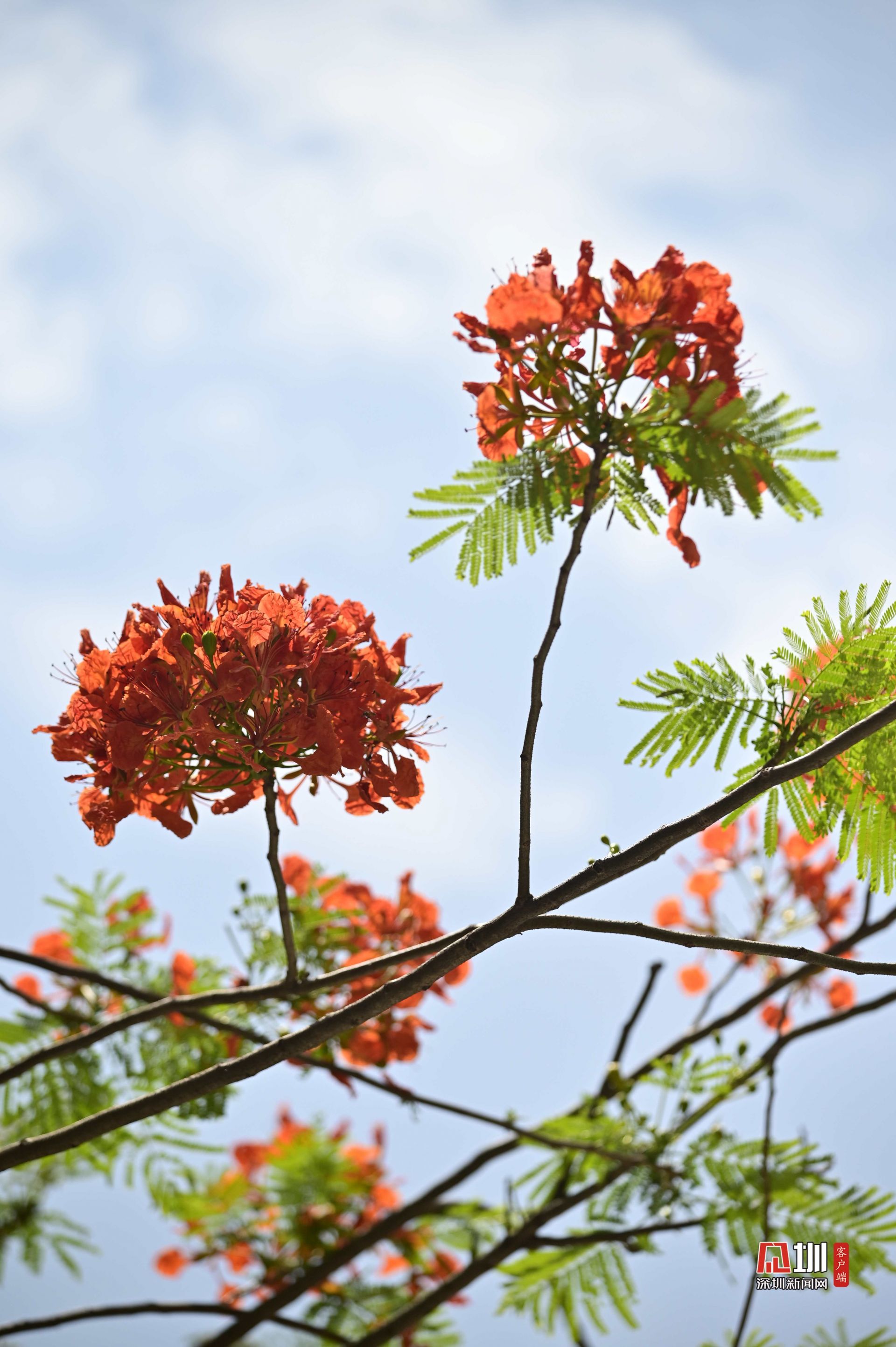 五月鳳凰花開光明紅了